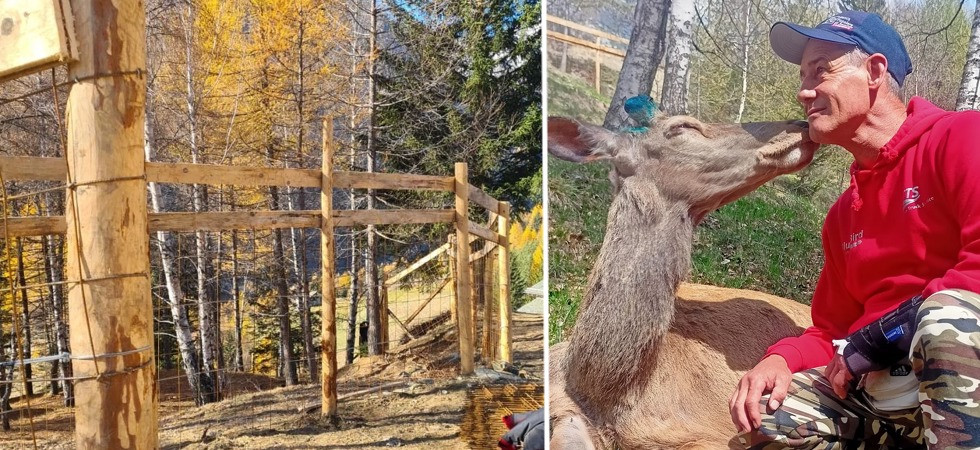 Dopo 9 mesi di attesa, il cervo Bambi è tornato a casa: ora vivrà nell'oasi creata dall'amico Giovanni